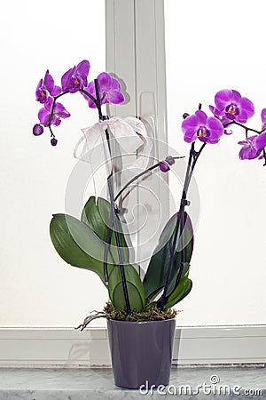 Orchid Stock Photo