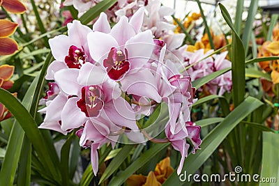 Orchid Insanity Kaylie Momo, pink flowers majestic Cymbidium House Plant. Blossom Stock Photo