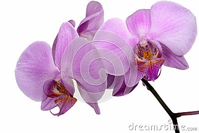 Orchid isoladed on white Stock Photo