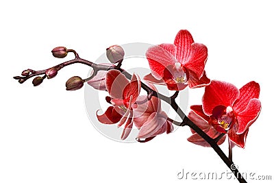 Orchid isolated on white Stock Photo