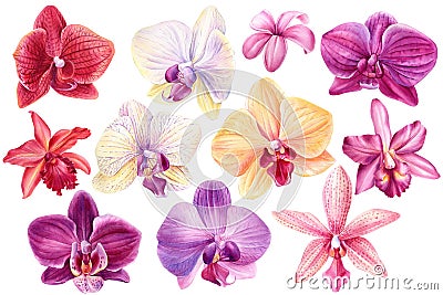 Orchid on an isolated white background, botanical illustration. Floral set watercolor painting, tropical flowers Cartoon Illustration