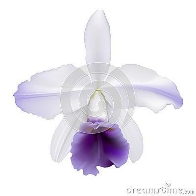 Orchid - Lc. Gaskell-pumila Azure Star Vector Illustration
