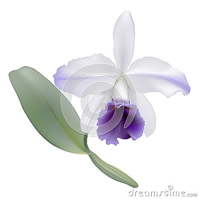 Orchid - Lc. Gaskell-pumila Azure Star. Vector Illustration