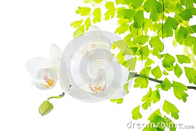 Orchid with leaves fern, isolated on white back Stock Photo