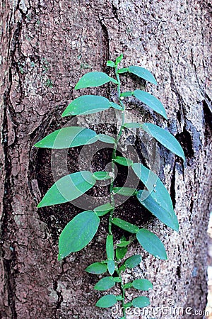 Orchid leaves green. Rain forest jungle plants natural flora. Stock Photo