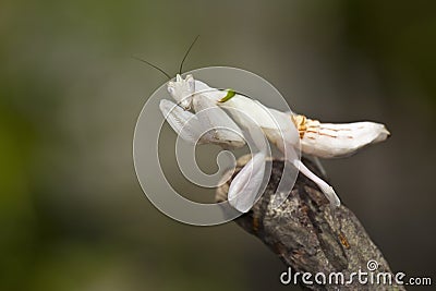 Orchid mantis Stock Photo