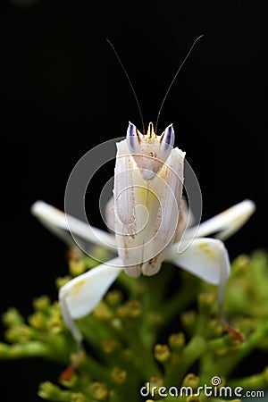 Orchid Mantis Stock Photo