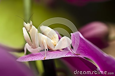 Orchid mantis Stock Photo