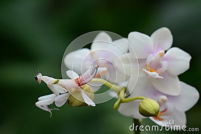 Orchid Mantis aka Hymenopus coronatus Stock Photo