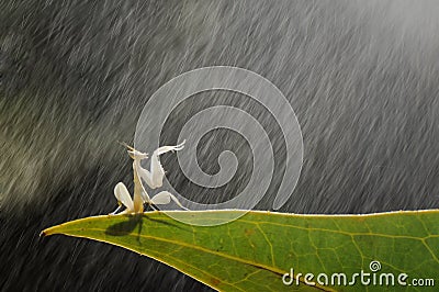 Orchid mantis Stock Photo