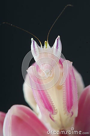 Orchid mantis / Hymenopus coronatus Stock Photo