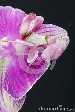 Orchid mantis / Hymenopus coronatus Stock Photo