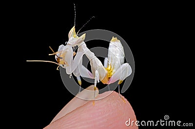 Orchid mantis. Hymenopus coronatus Stock Photo