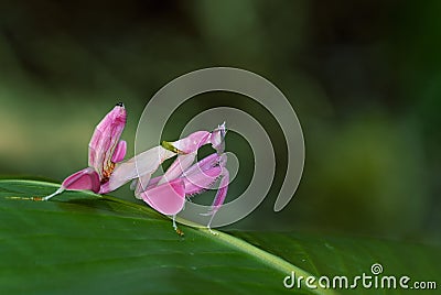 Orchid Mantis ,Pink grasshopper as animal background Stock Photo