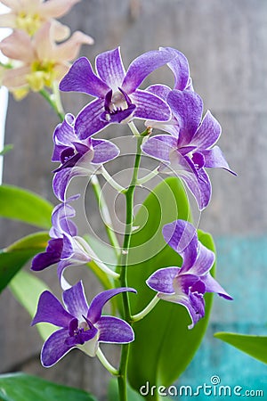 Orchid in nature Stock Photo