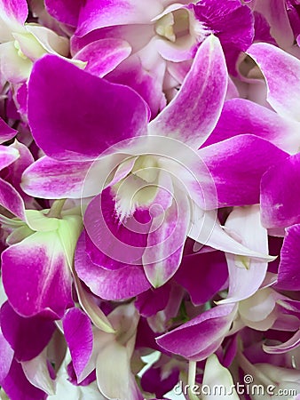 Natural Thai orchid texture background Stock Photo
