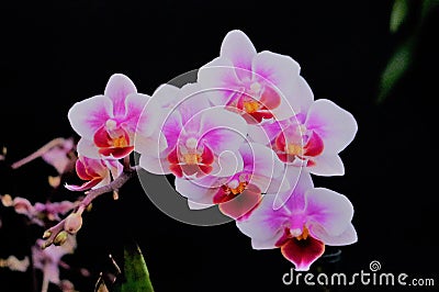 Orchid one of 22000 species Stock Photo
