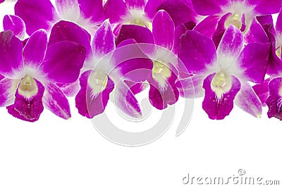 Orchid Stock Photo