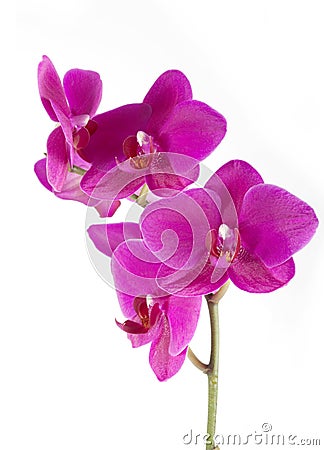 Orchid phalaenopsis Stock Photo