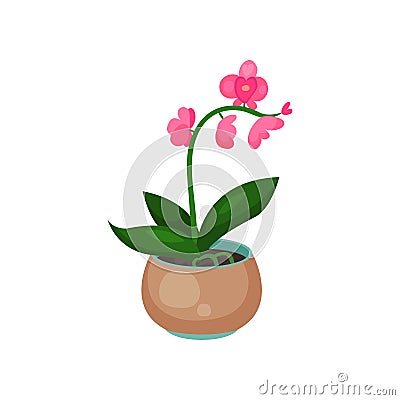 Orchid Phalaenopsis houseplant, potted flower vector illustration Vector Illustration