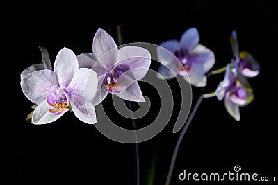Orchid Phalenopsis mini white pink color Stock Photo