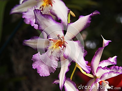 Orchid Stock Photo