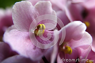 orchid, pink flower, close, macro Stock Photo