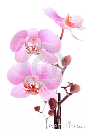 Orchid pink flowers Stock Photo