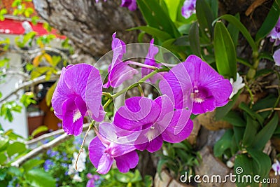 Orchid pink frower Stock Photo