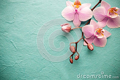 Orchid. Stock Photo