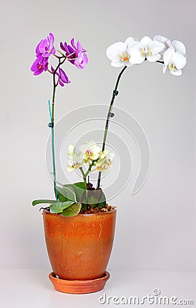 Orchid plant Stock Photo