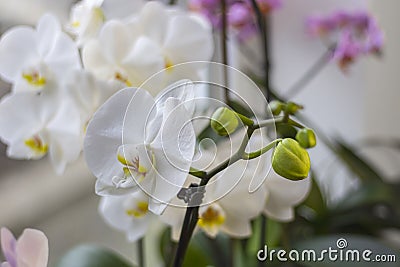 Orchid plant with green buds and flowering white flower on a windowsill close up. Houseplants growing concept. Stock Photo