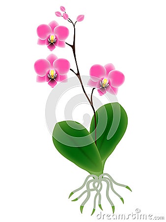 Orchid plant with roots isolated on white background. Vector Illustration