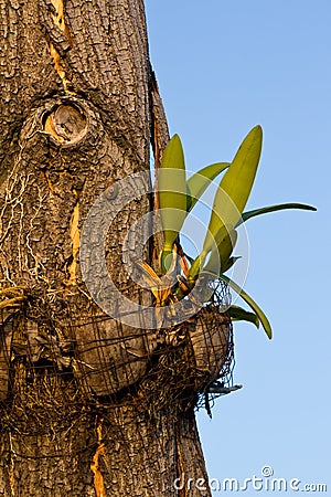 Orchid plant on tree Stock Photo
