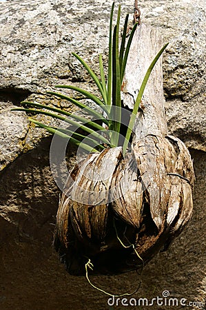 Orchid pot from dried coconut peel Stock Photo