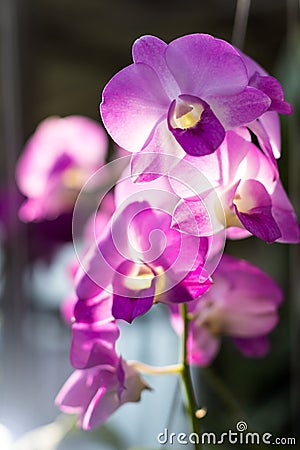 Orchid purple backlit bokeh. Stock Photo