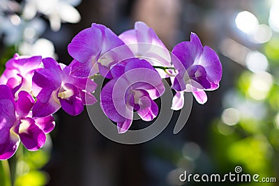 Orchid purple backlit bokeh. Stock Photo