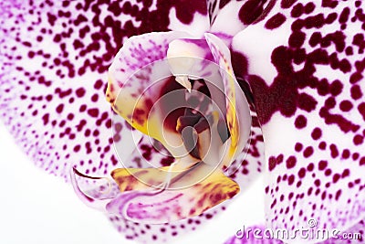 Orchid Purple Macro Stock Photo