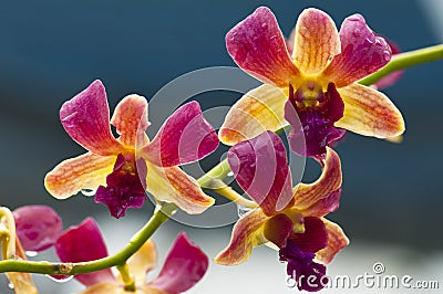 Orchid (Purple yellow) Stock Photo