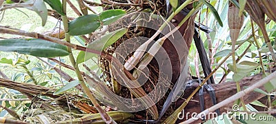 orchid roots, Epiphytic Orchid Stock Photo