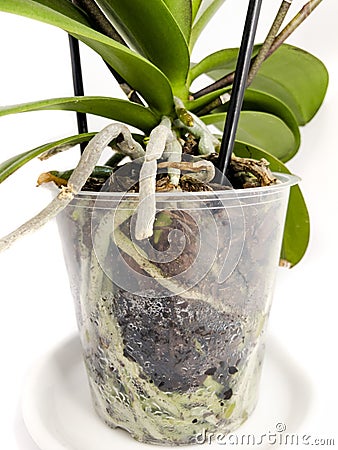 Orchid roots in flower pot with substrate and green leaves at home. Stock Photo