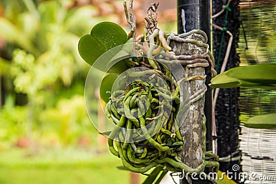 Orchid roots Stock Photo