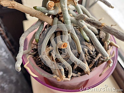 Orchid roots in the pot - plants Stock Photo