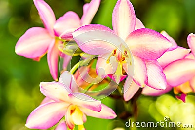 Orchid in the royal flora chiangmai Thailand. Stock Photo