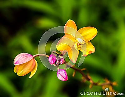 Orchid in the royal flora chiangmai Thailand. Stock Photo
