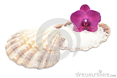 Orchid on a seashell with sea salt Stock Photo