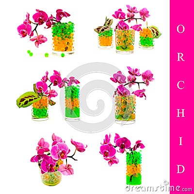 Orchid set Stock Photo