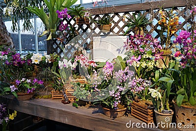 The 2016 Orchid Show Part 2 6 Editorial Stock Photo