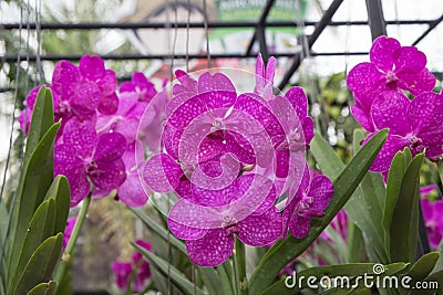 Orchid species `Mikasa` pink that is cultivated in the farm Stock Photo