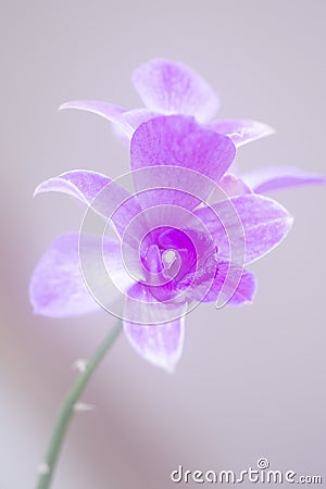 Misty Orchid Stock Photo